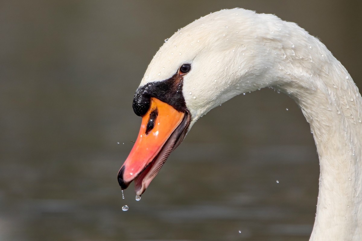 Mute Swan - ML611831947