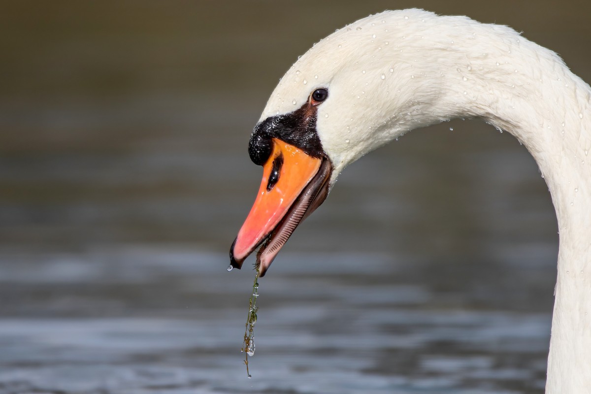 Mute Swan - ML611831948