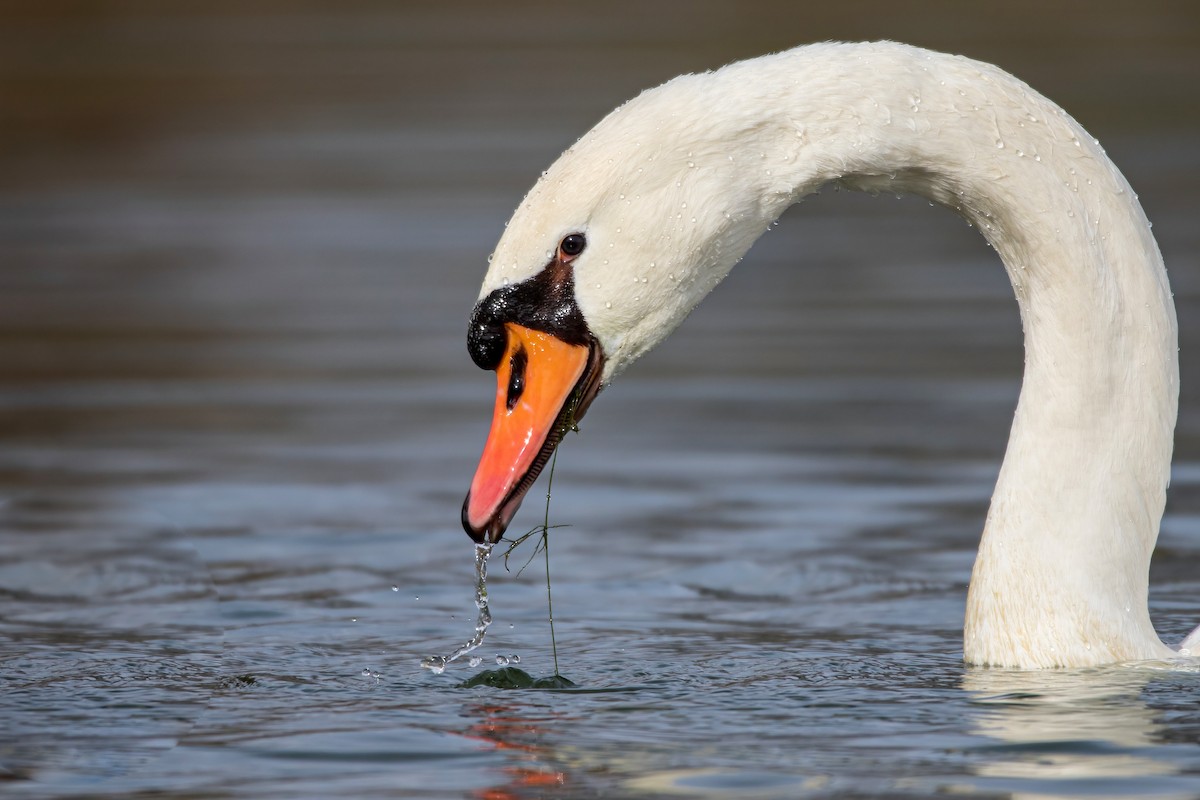 Mute Swan - ML611831949