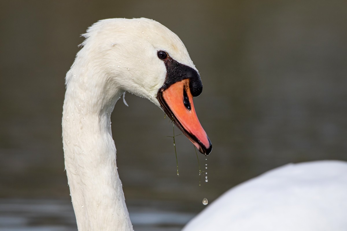 Cygne tuberculé - ML611831950