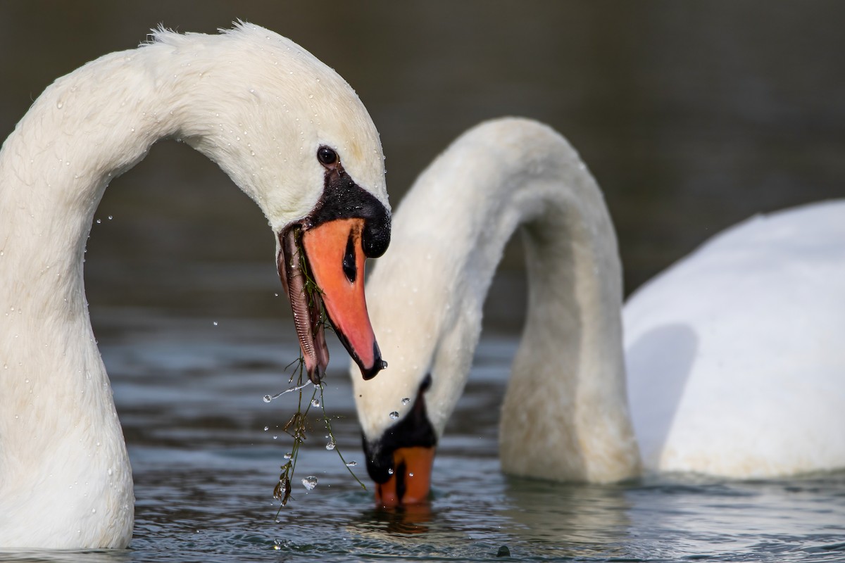 Mute Swan - ML611831952