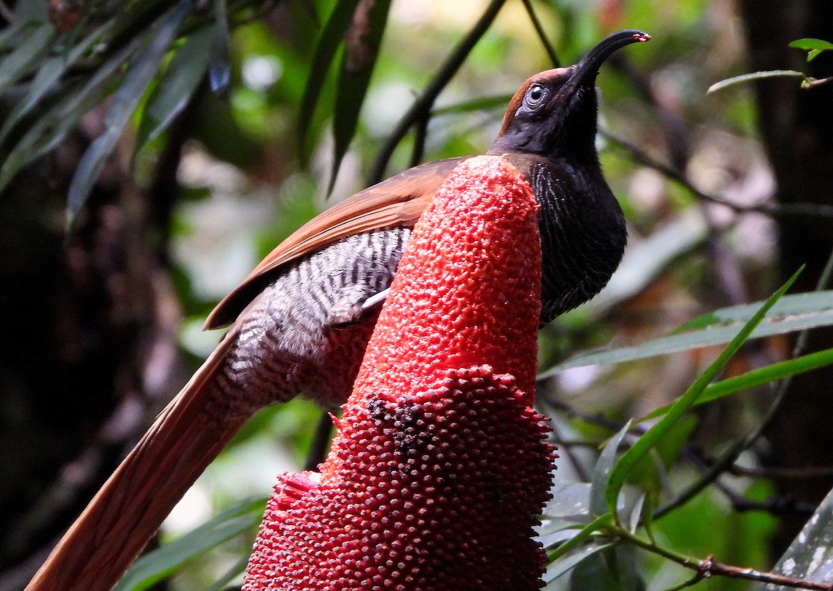 Black Sicklebill - Klaus Lachenmaier