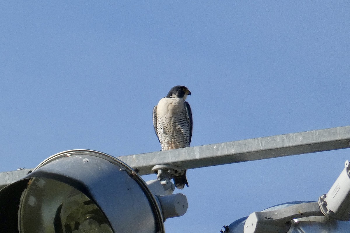 Peregrine Falcon - ML611831973