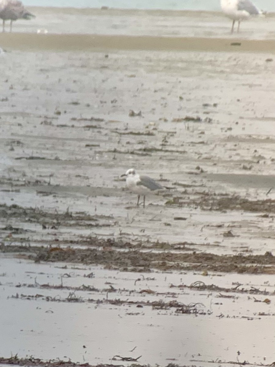 Laughing Gull - ML611832003