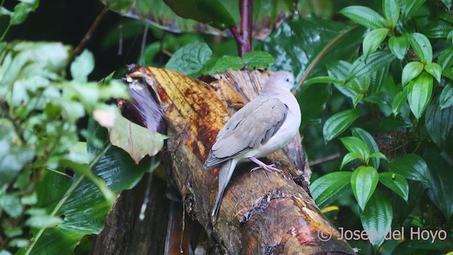 White-tipped Dove (White-tipped) - ML611832004