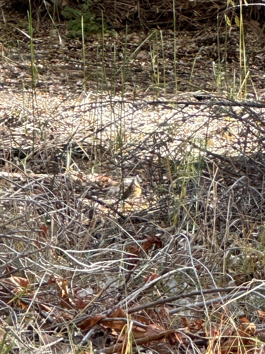 Merle à dos roux - ML611832013