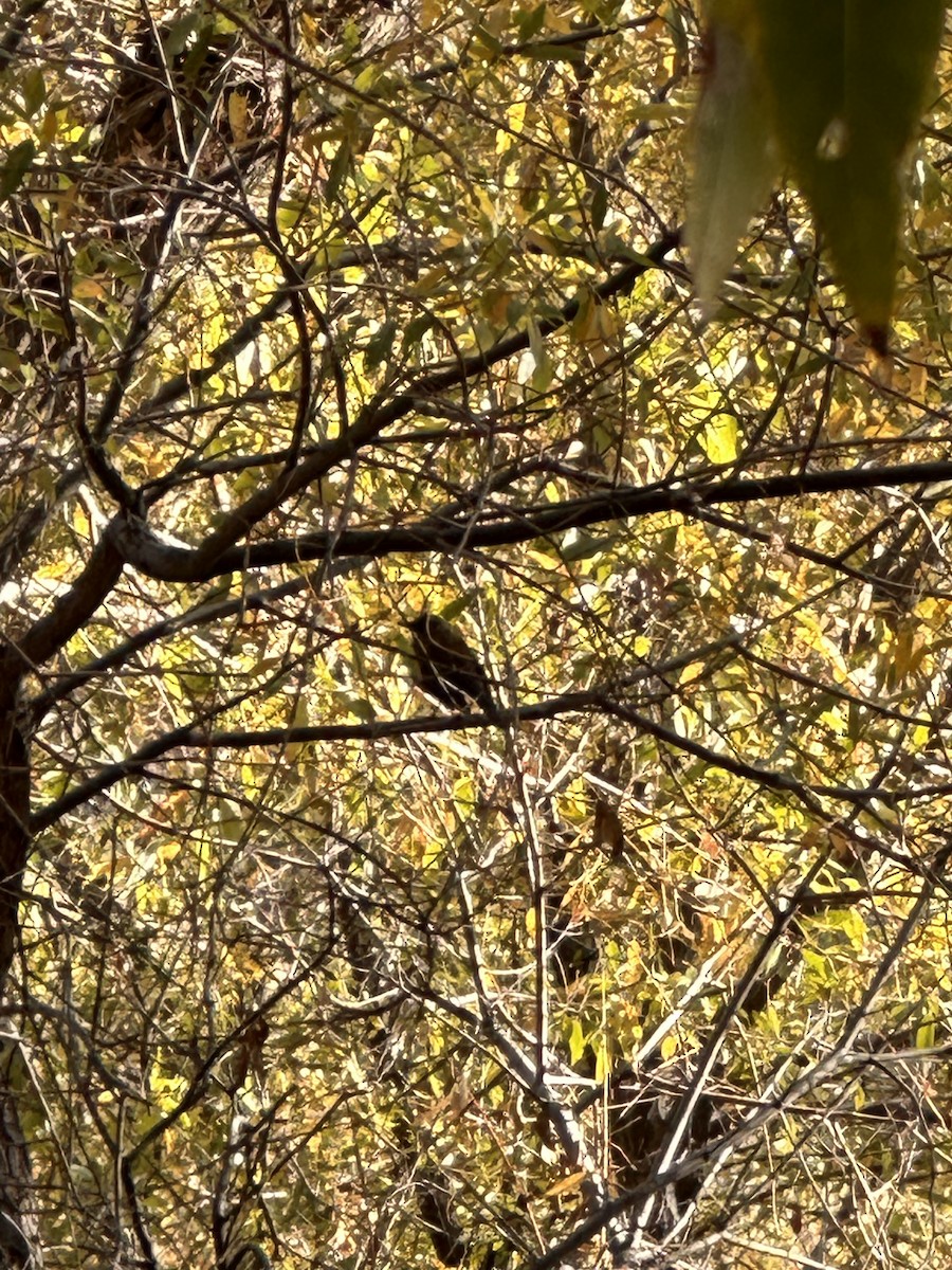 Rufous-backed Robin - ML611832014