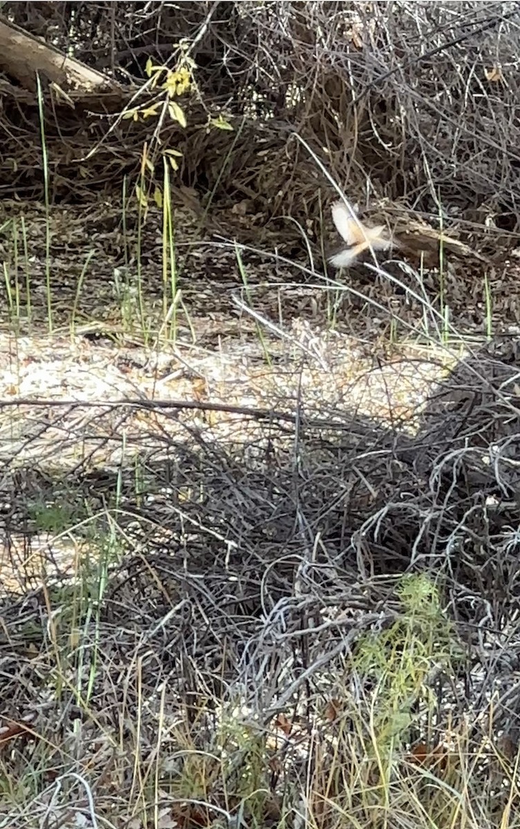 Rufous-backed Robin - ML611832036