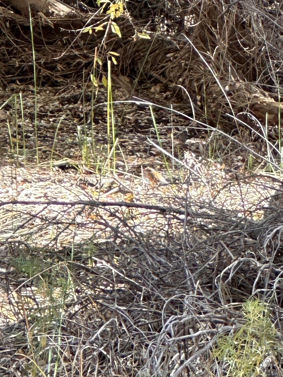 Rufous-backed Robin - ML611832121