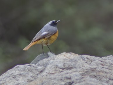 Hodgson's Redstart - ML611832145