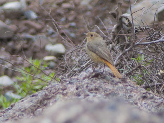 Hodgson's Redstart - ML611832151