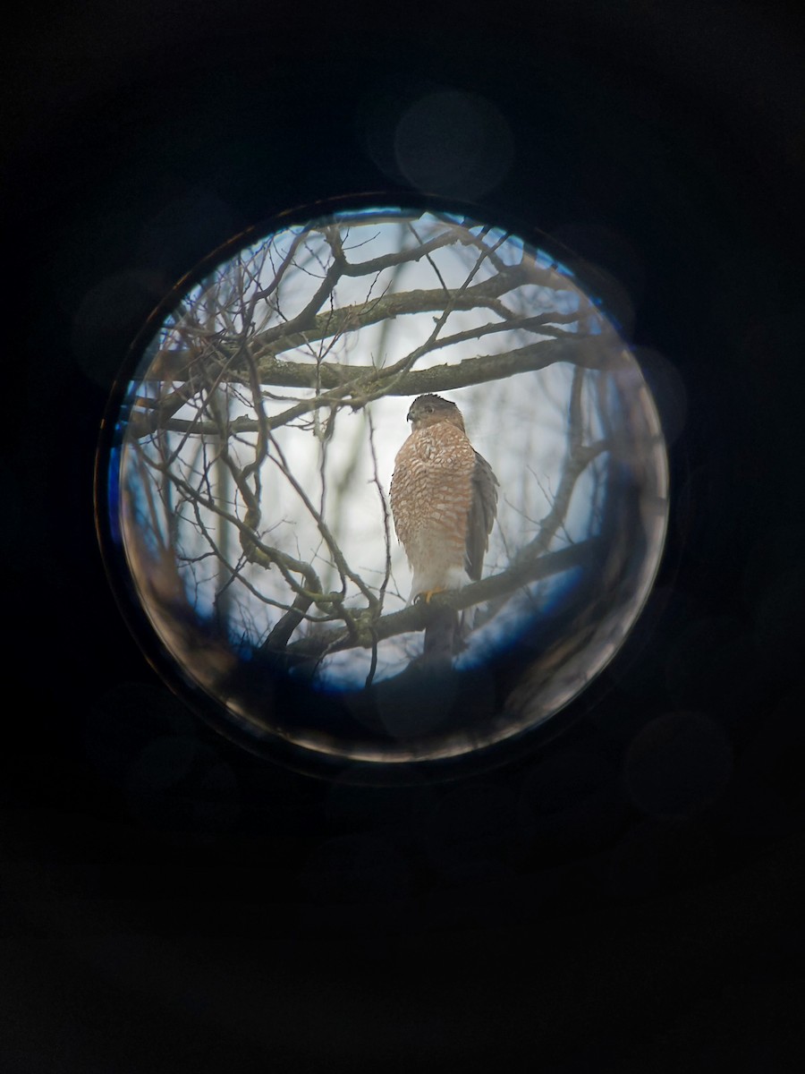 Cooper's Hawk - ML611832163