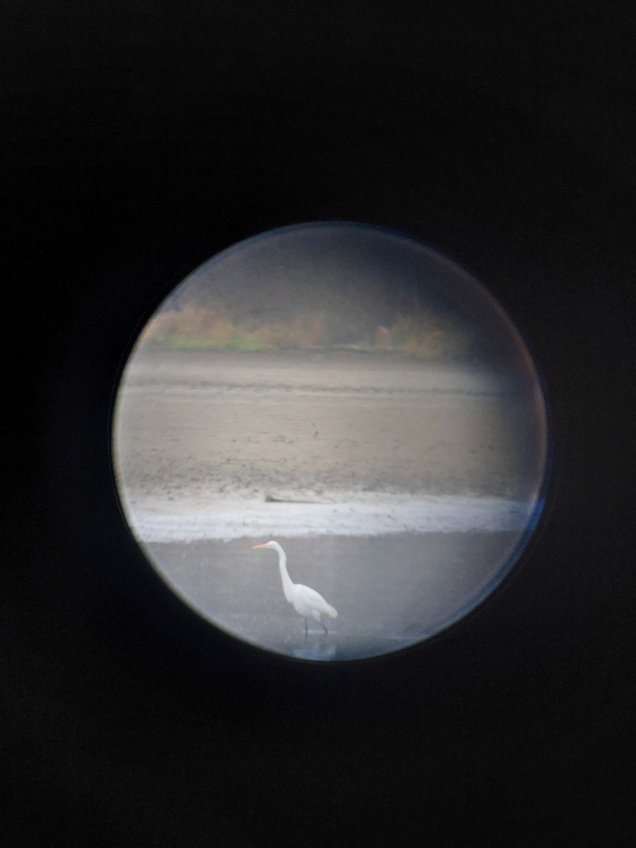 Great Egret - ML611832200