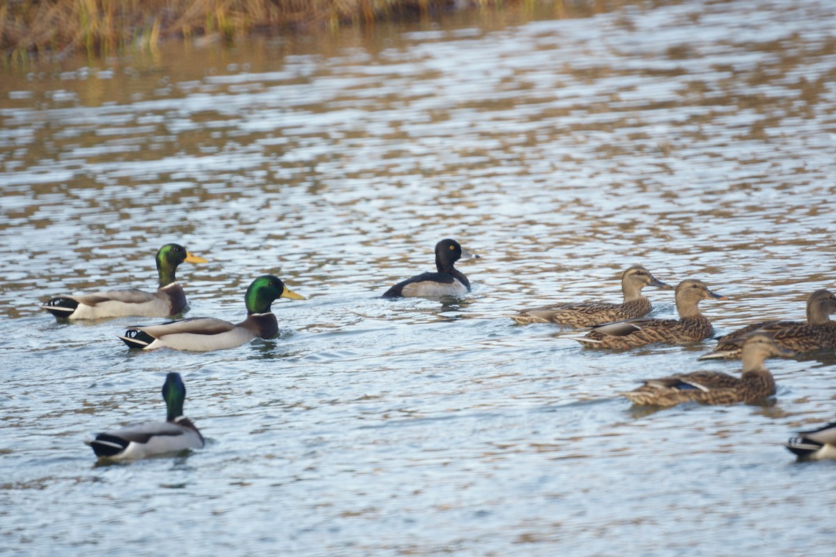 Ring-necked Duck - ML611832213