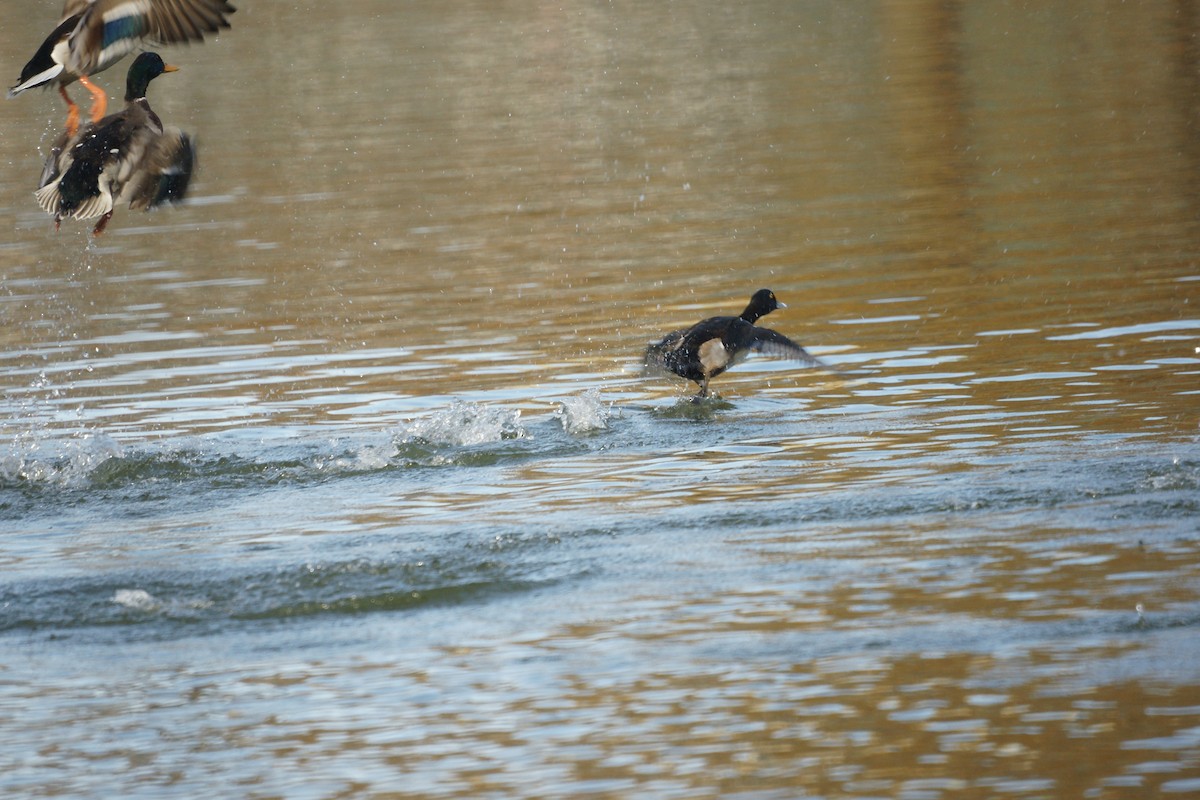 Ring-necked Duck - ML611832214