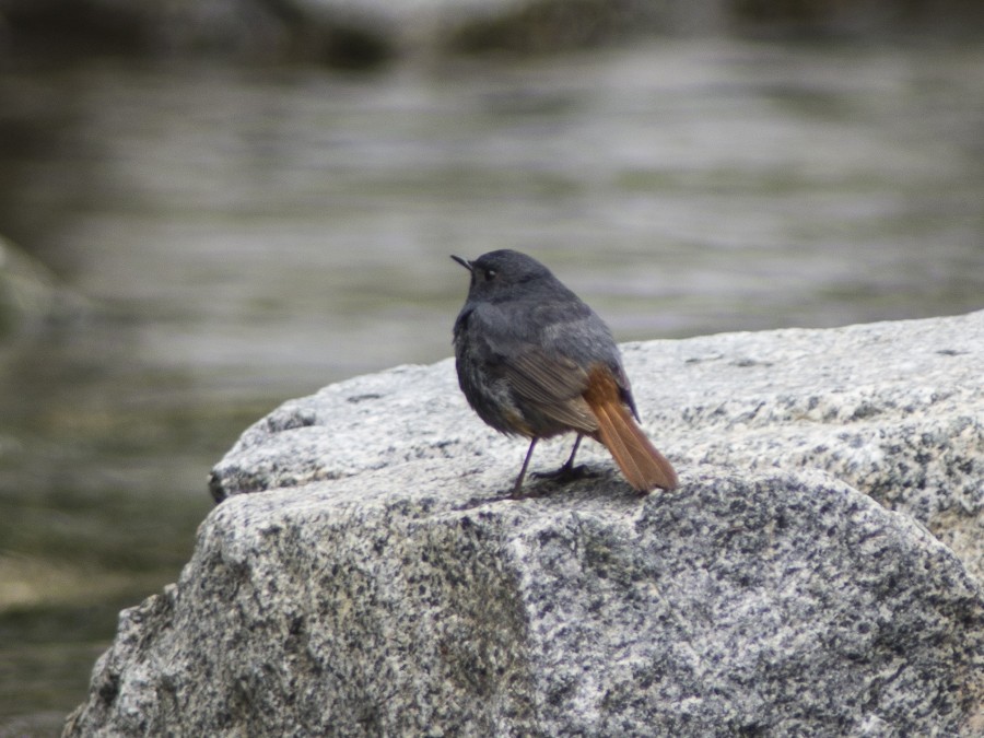 Plumbeous Redstart - ML611832222