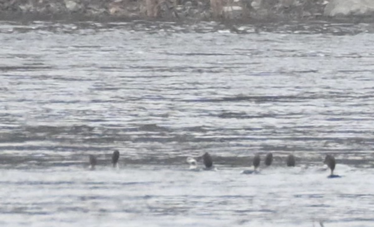 Long-tailed Duck - ML611832343