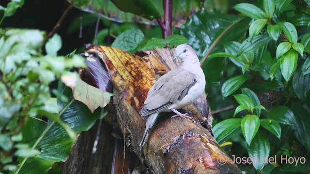 White-tipped Dove (White-tipped) - ML611832363