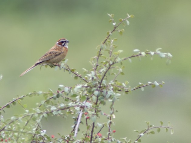 Хүрэн чихт хөмрөг - ML611832465