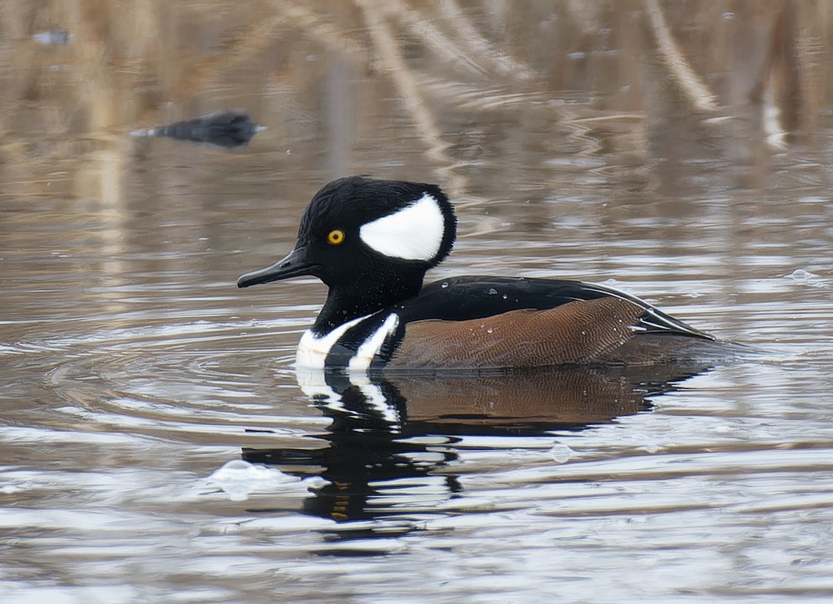 Hooded Merganser - ML611832473