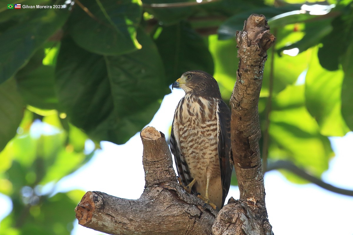 Roadside Hawk - ML611832540