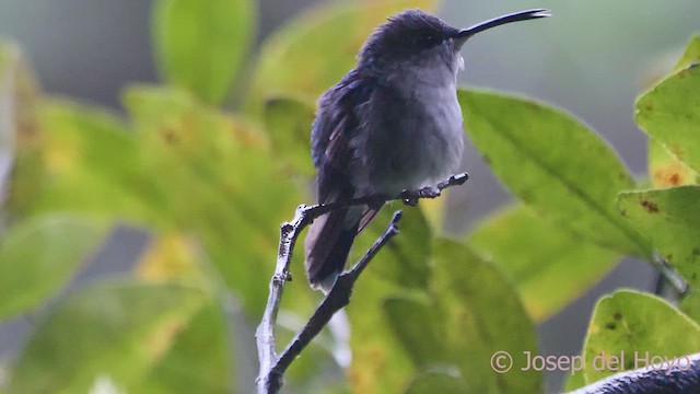 kolibřík vidloocasý (ssp. colombica/rostrifera) - ML611832548