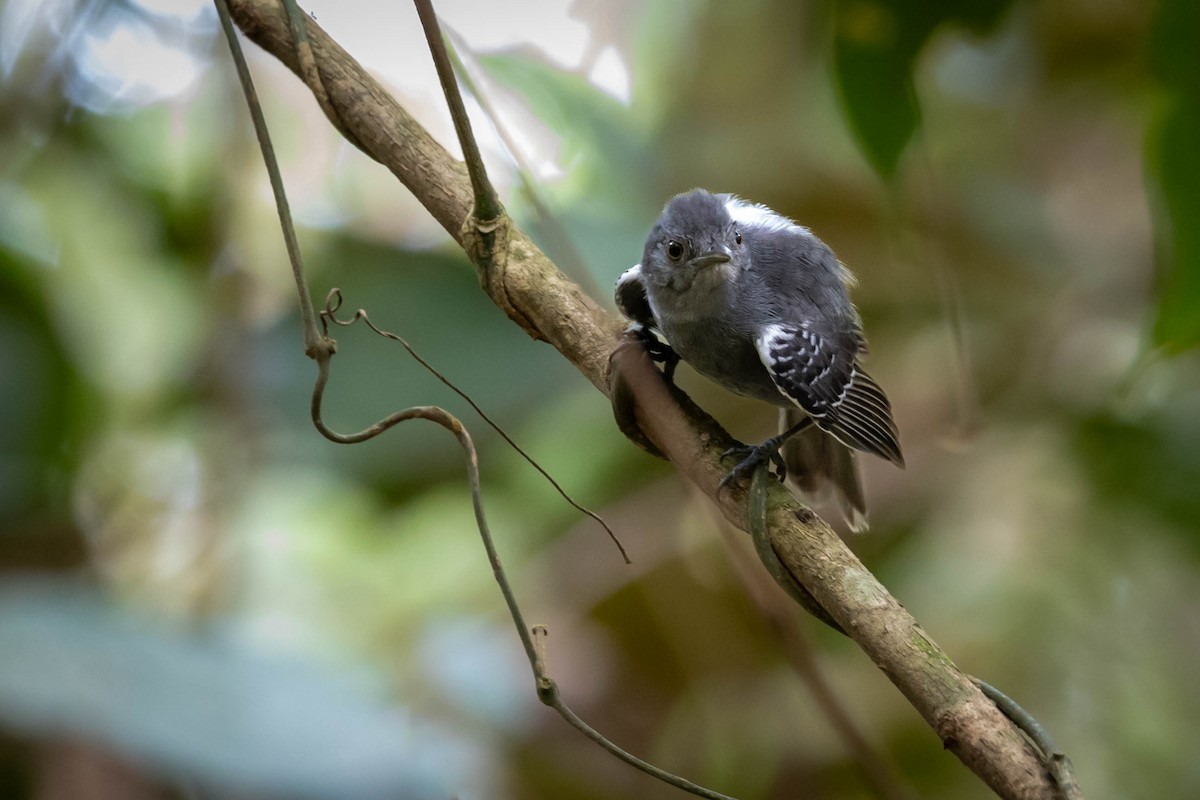 Willis's Antbird - Fernando Calmon