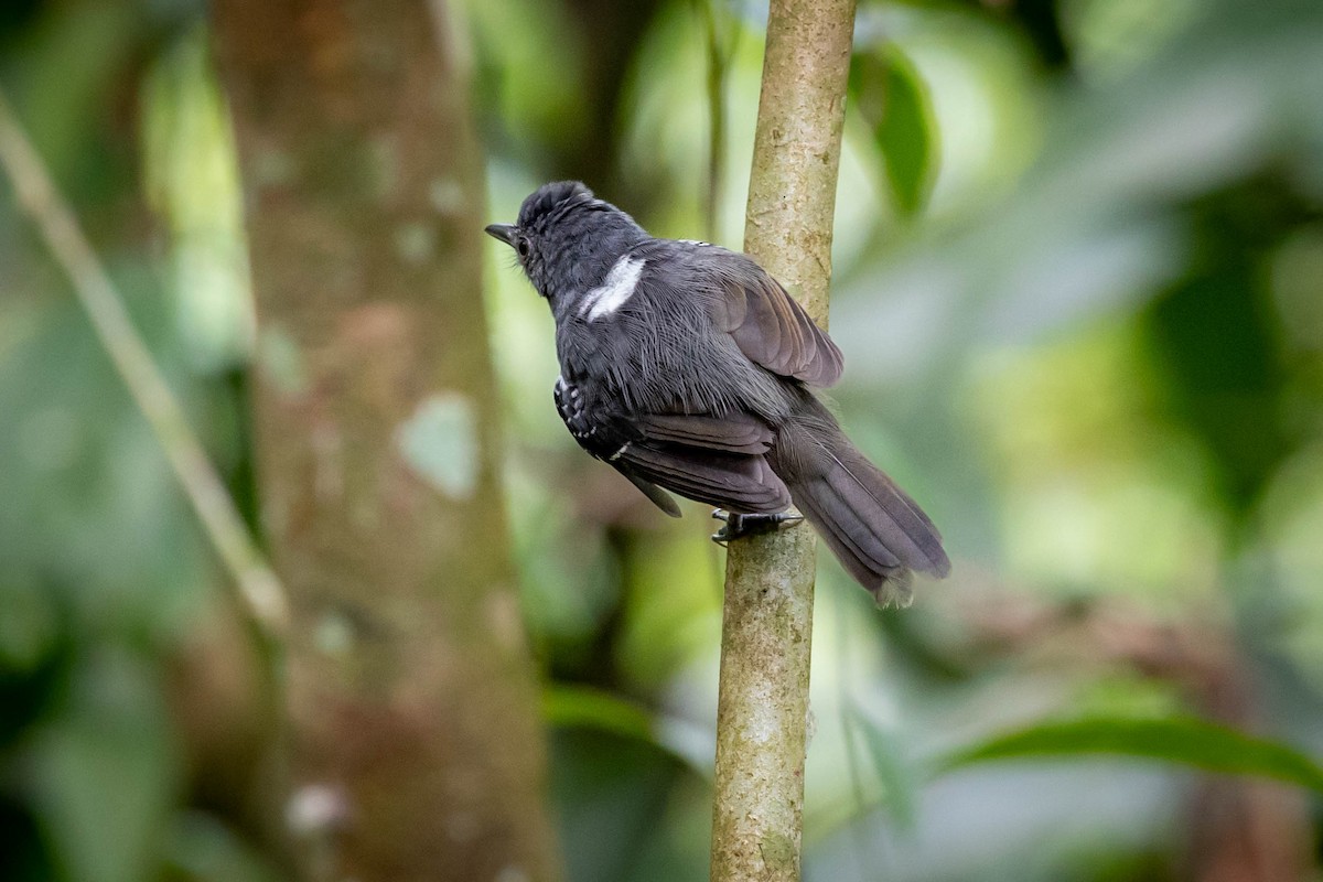 Willis's Antbird - ML611832554