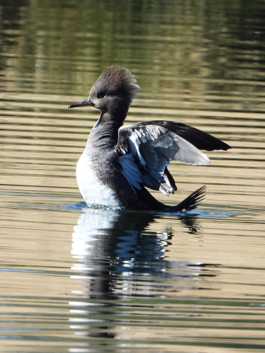 Hooded Merganser - ML611832602