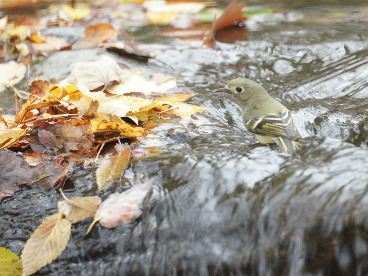 Ruby-crowned Kinglet - Ed Gaillard