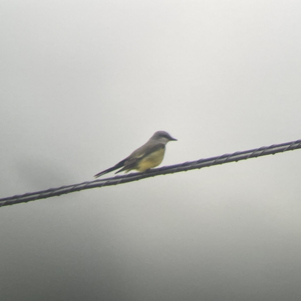 Western Kingbird - ML611832650