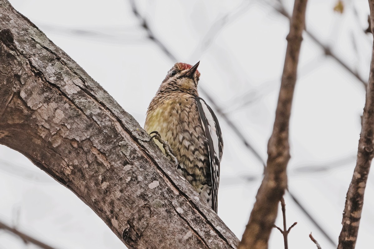 Yellow-bellied Sapsucker - ML611832762