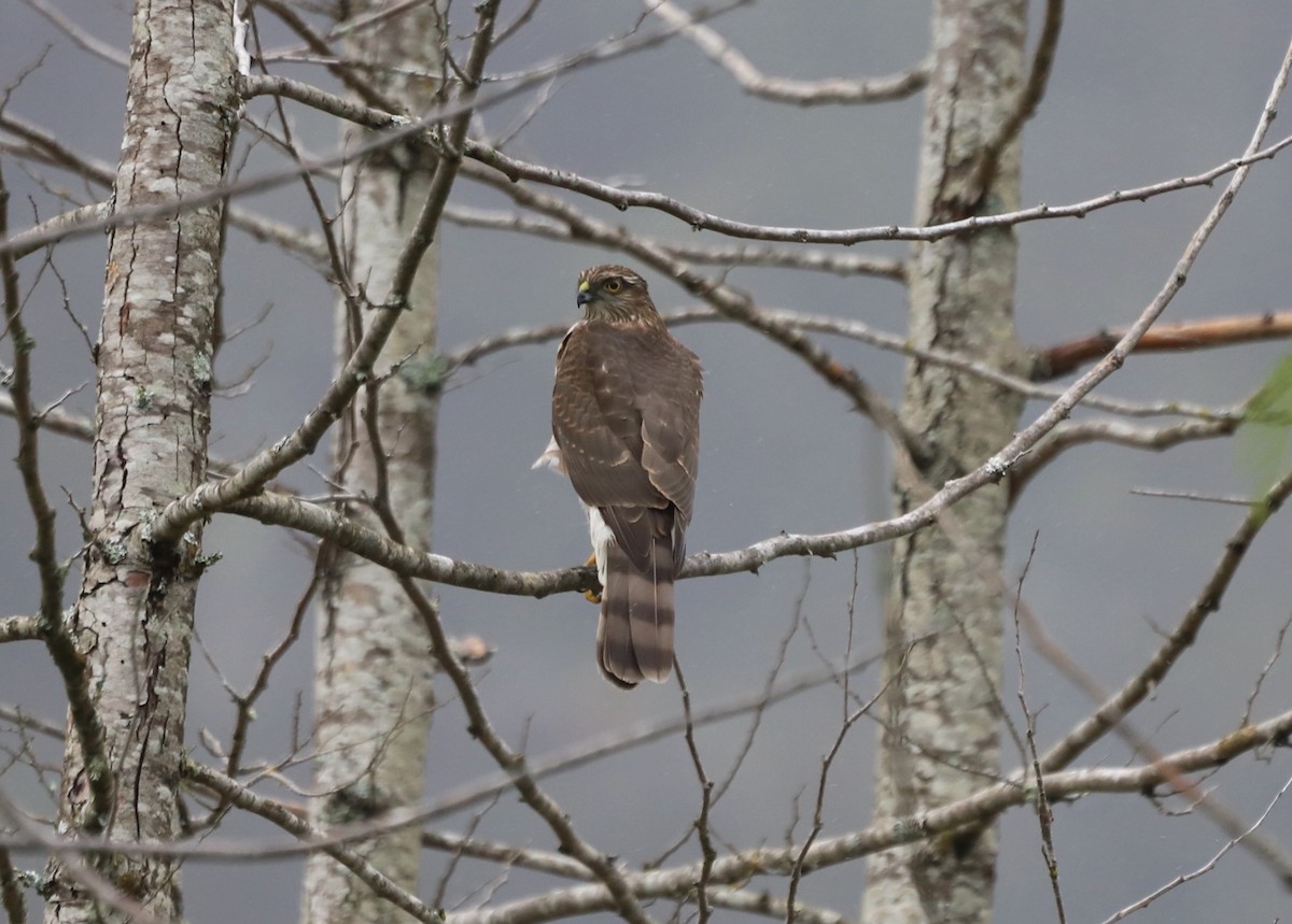 Sharp-shinned Hawk - ML611832869