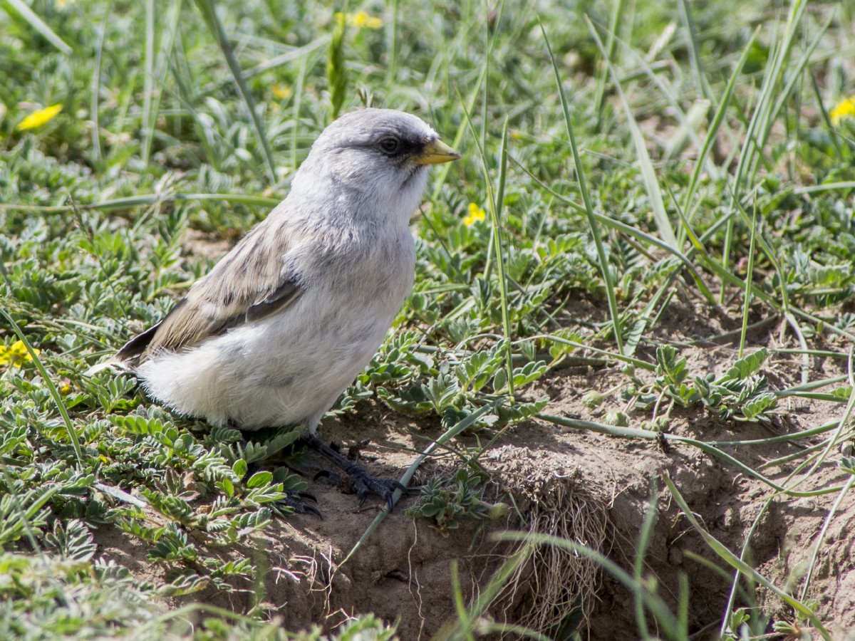 White-rumped Snowfinch - ML611832954