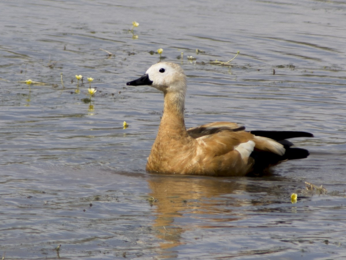 Хондон ангир - ML611833051