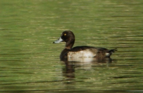 Tufted Duck - ML611833060