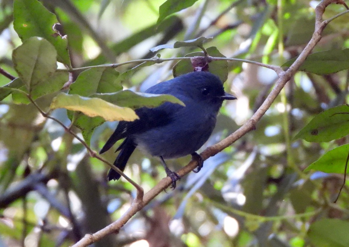 Blue-gray Robin - ML611833133