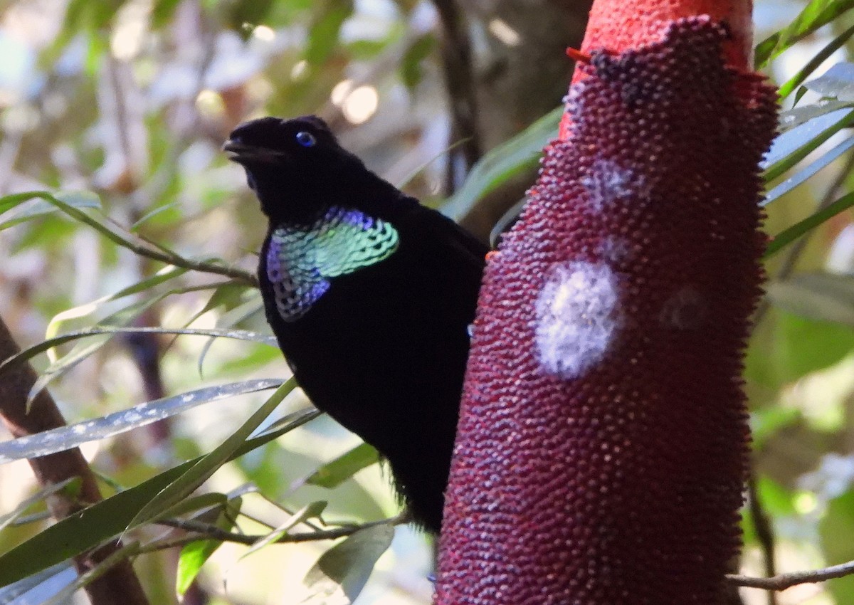 Western Parotia - ML611833142