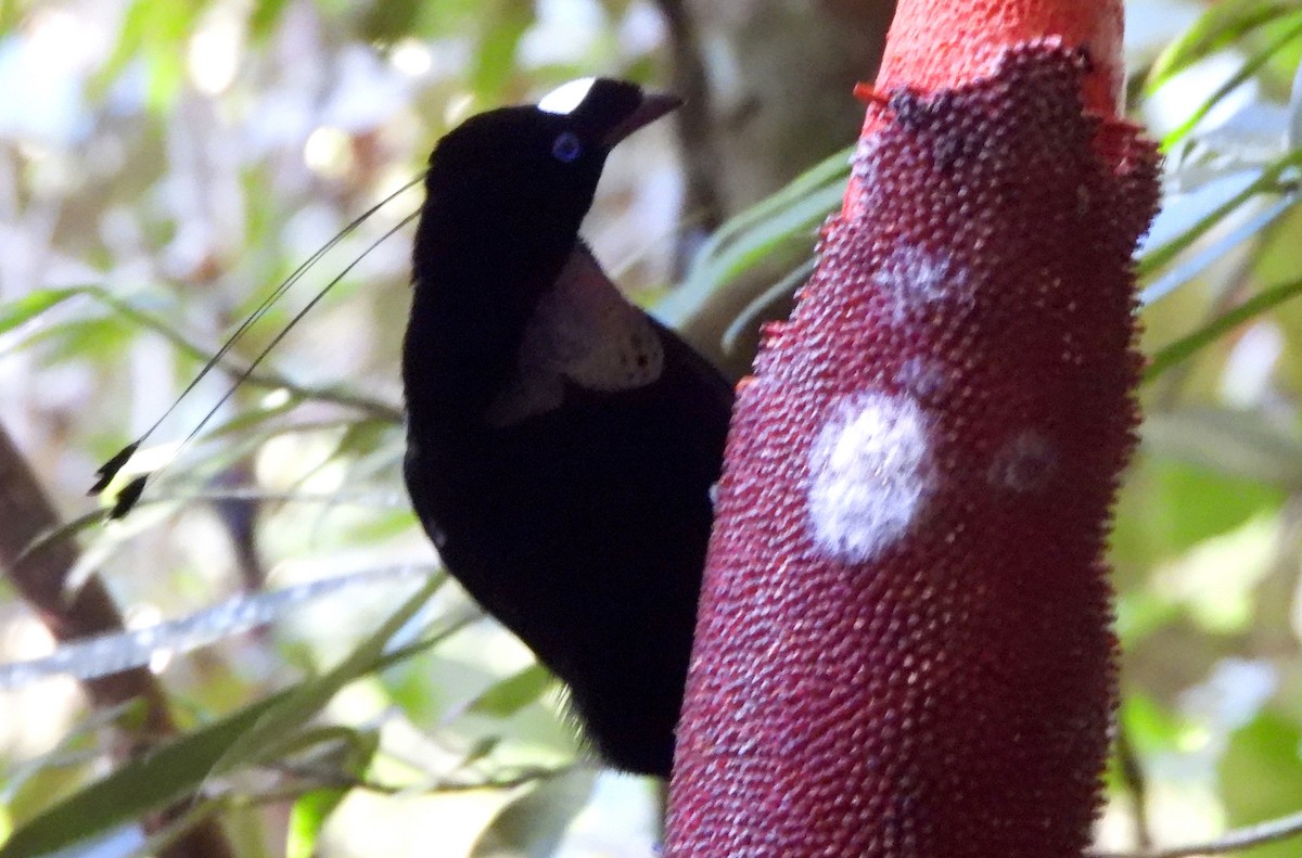 Western Parotia - ML611833143