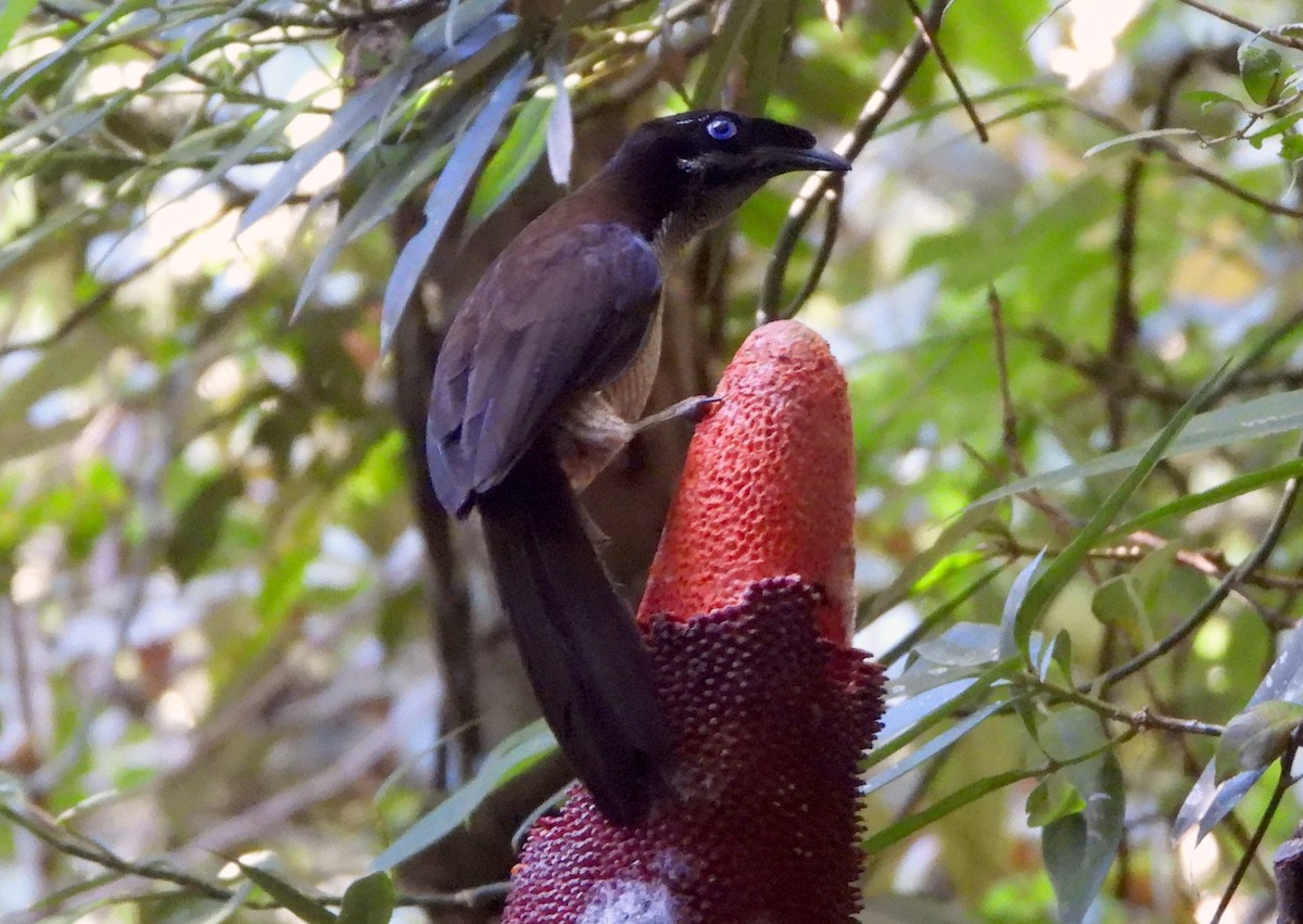 Western Parotia - ML611833161