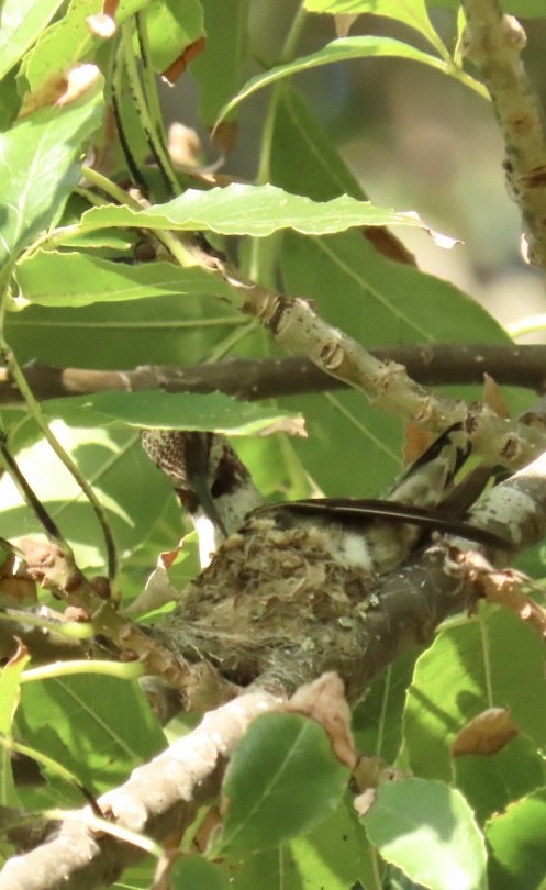 Anna's Hummingbird - ML611833211