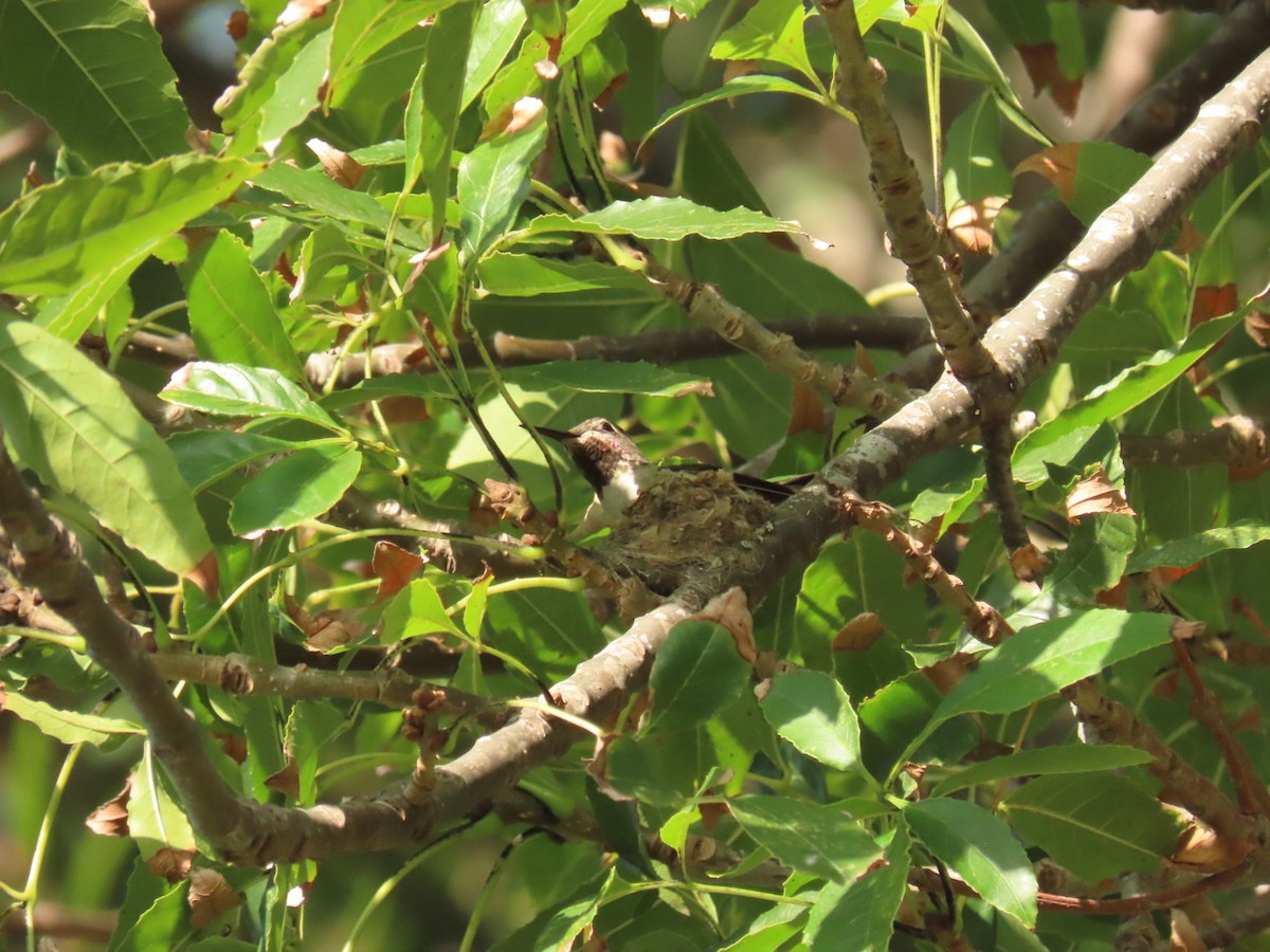 Anna's Hummingbird - ML611833212