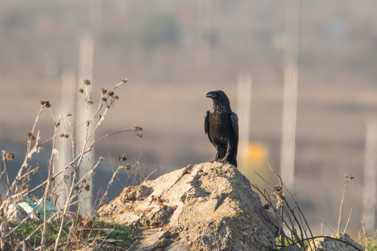 Common Raven - ML611833233