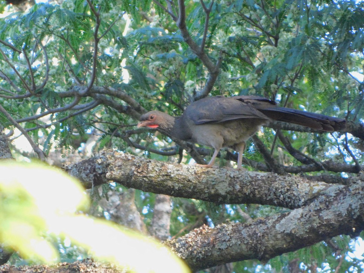 Chaco Chachalaca - ML611833239