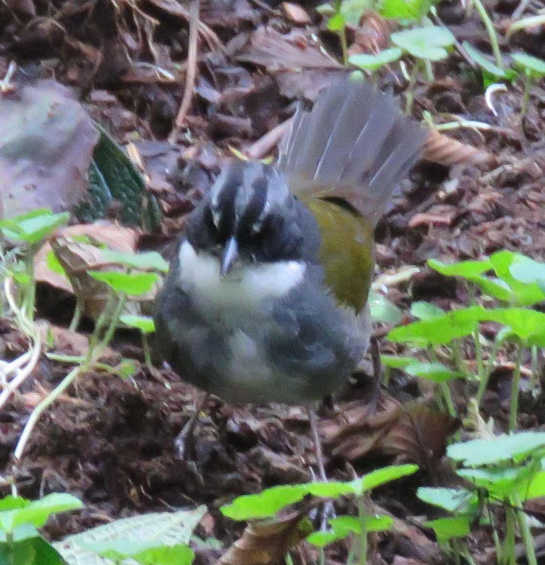 Gray-browed Brushfinch - ML611833280