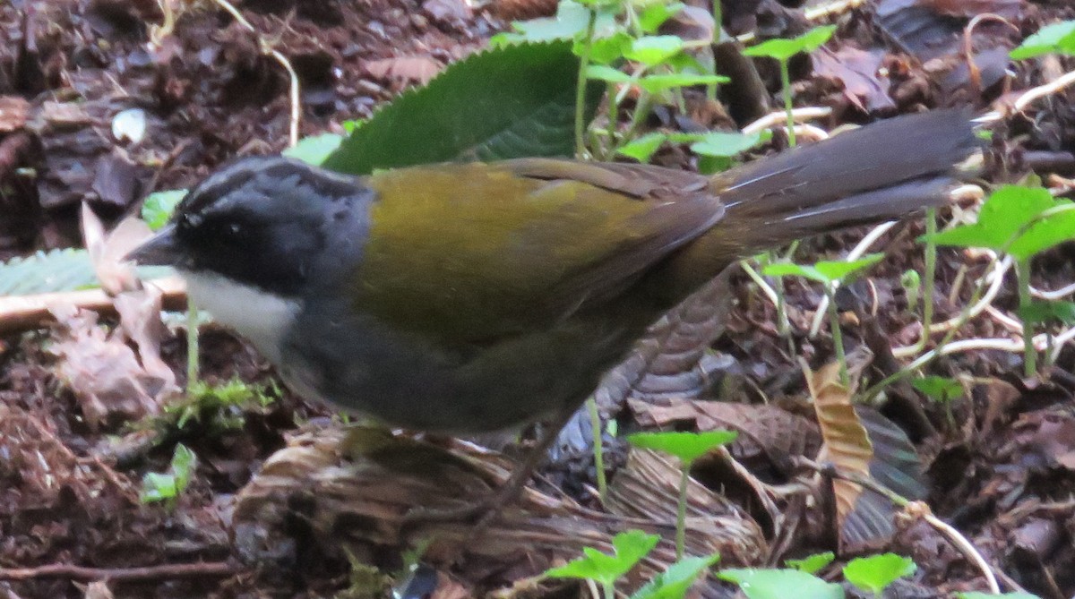 Gray-browed Brushfinch - ML611833281