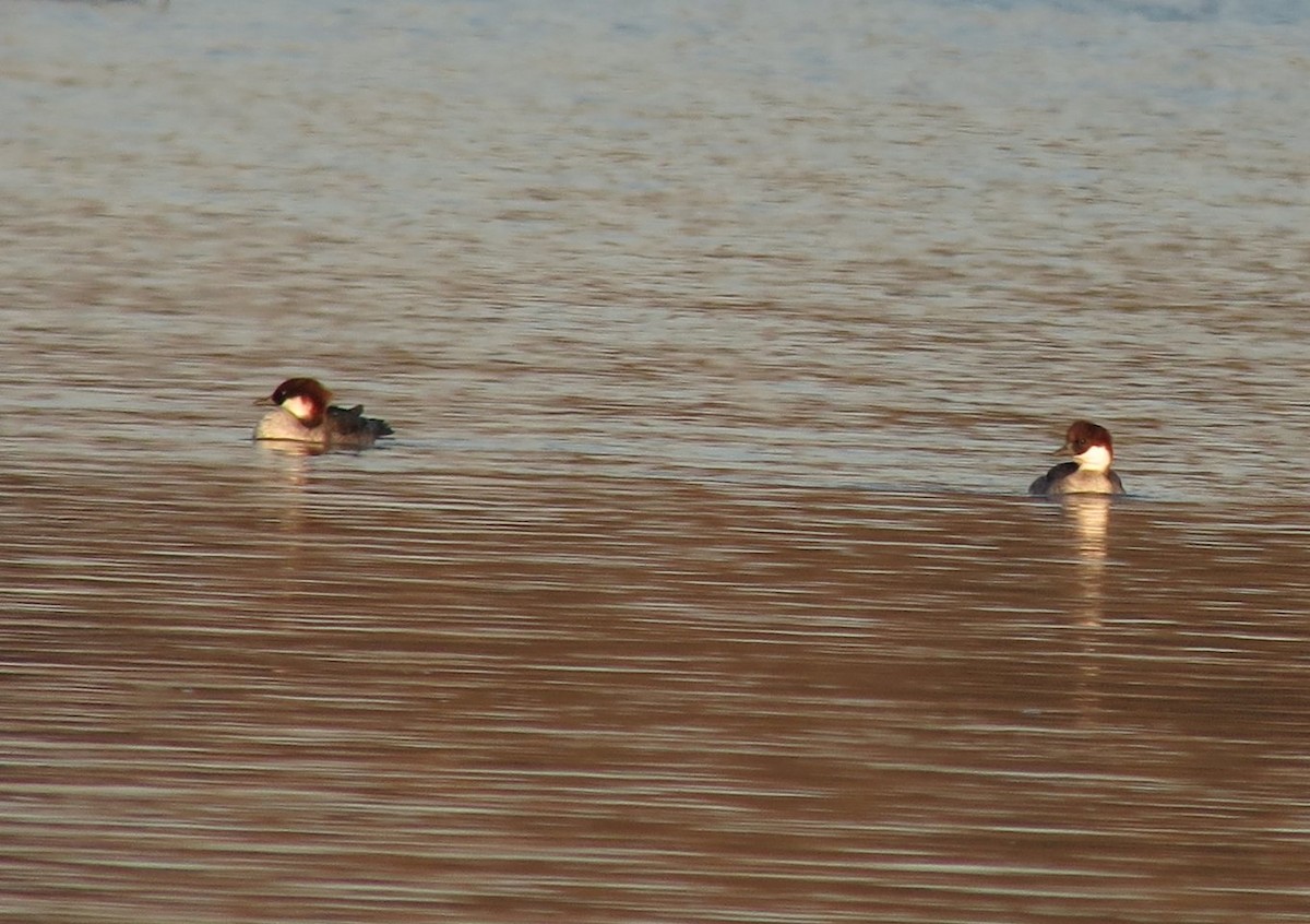 Smew - Denis Dujardin