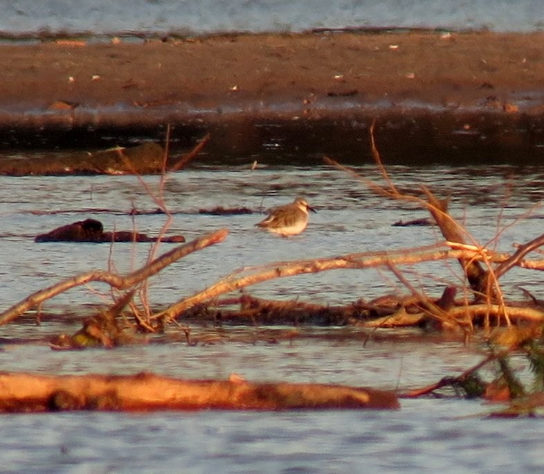 Dunlin - Denis Dujardin