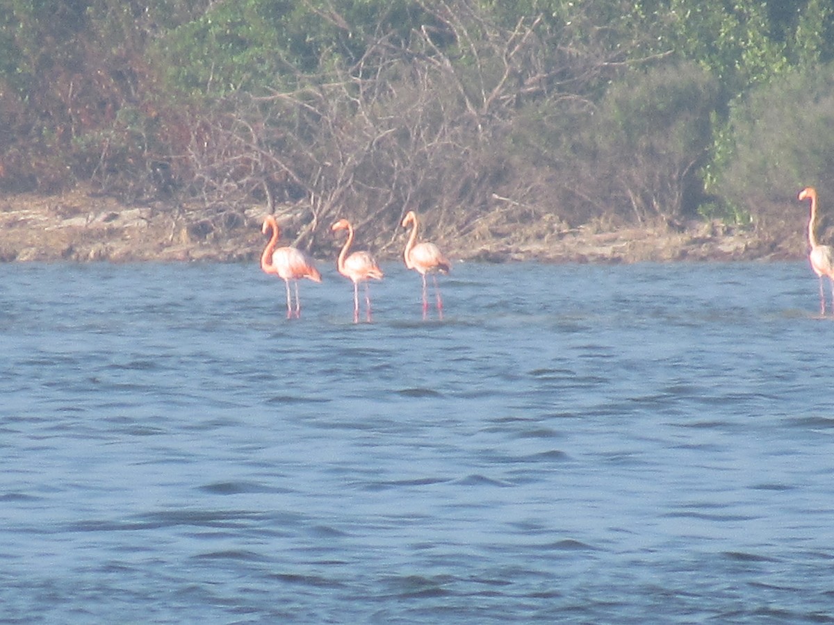 American Flamingo - ML611833331