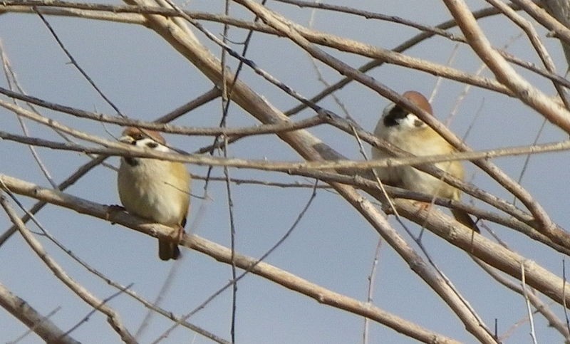 Eurasian Tree Sparrow - ML611833351